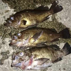 フロートリグでメバリング